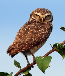 Brazilian_burrowing_owl_(Athene_cunicularia_grallaria)